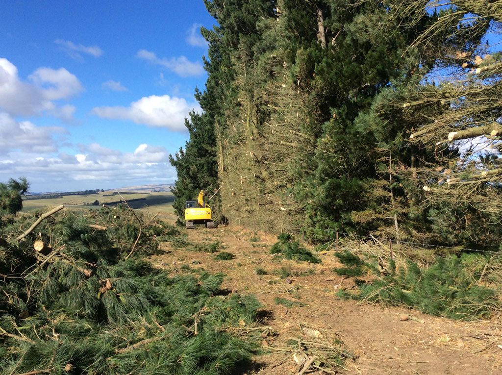 Shelterbelt trimming