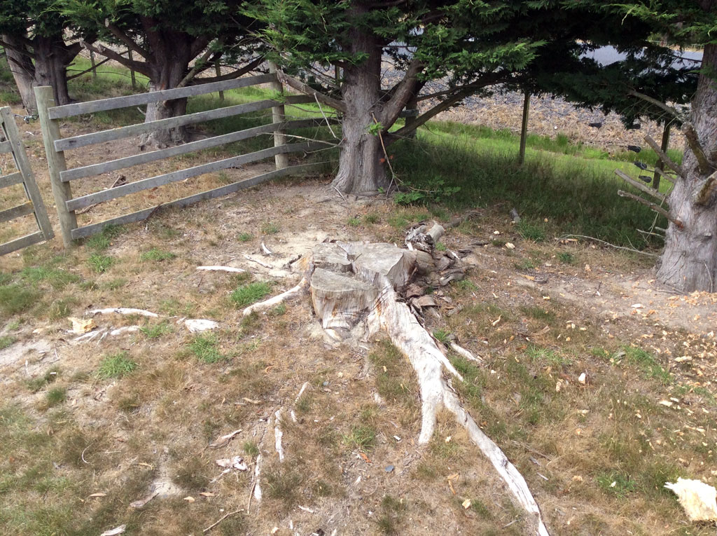 Stump grinding before